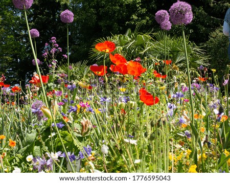 Naturally growing colorful flower meadow in summer