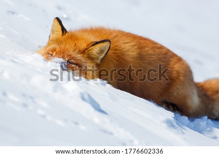 Funny wild red fox in the snow. The fox washes its face in clear snow. Watching wildlife and animal habits. Tundra animals. April in the Arctic in the far north. Frosty weather. The nature of Siberia. Royalty-Free Stock Photo #1776602336