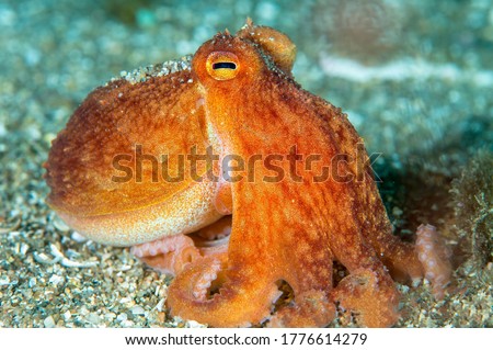 A very cute orange octopus decomposed on an underwater rocky sea Bank Royalty-Free Stock Photo #1776614279