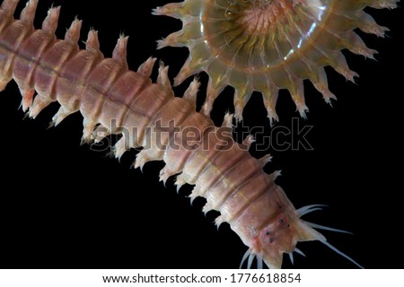 Close up sandworms (Perinereis sp., Polychaeta) isolated on black background, sandworms live in the beach area and used as food for aquaculture. Is an animal feed that is high in protein