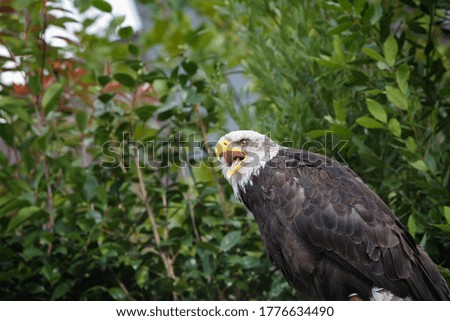 A bald eagle with an open beak looks for prey against the background of green thickets of trees. Copy space.
