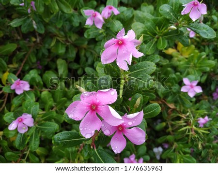 Periwinkle Flower Stock Photos. This photo is taken in India