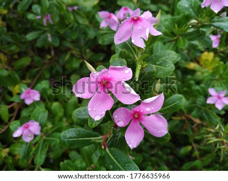 Periwinkle Flower Stock Photos. This photo is taken in India