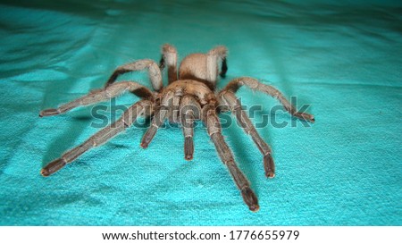 Tarantula , spider on green background.
wild tarantula 
close up female of Spider
females can live up to 25 years
tarantula fangs, insect, insects, bugs, bug, animals, animal