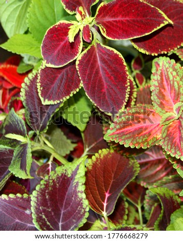 Coleus plant. A mixture of colors. Colorful leaves. Different varieties of coleus. Assortment of potted house plants. An ornamental plant with. Burgundy-green leaves of coleus close-up.Flowering plan