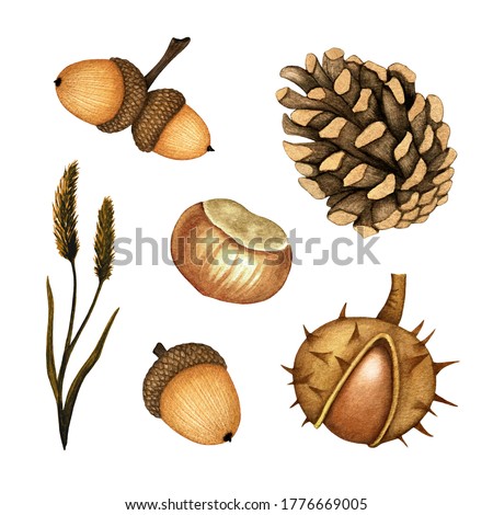Watercolor Woodland Autumn set. Chestnut, Acorn, Pinecone, Grass. Hand drawn illustration, Forest clip art. Collection of Fall season element isolated for natural design, wrap, poster, invitation