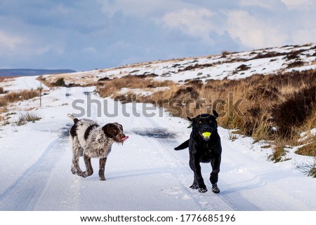 Two dogs chasing and playing ball in the snow. One doesn't look happy that she lost.
