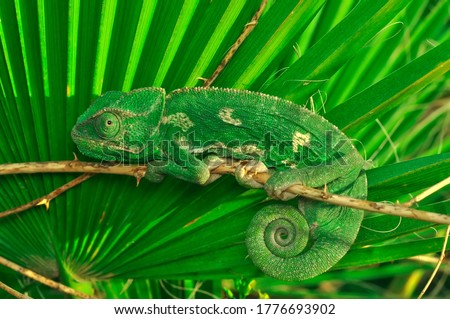 Macro shots, Beautiful nature scene green chameleon  Royalty-Free Stock Photo #1776693902