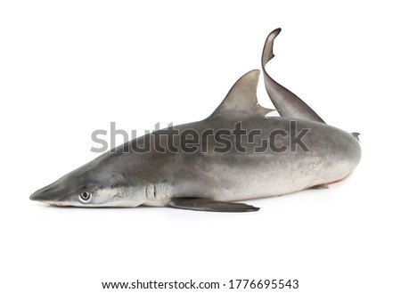 Grey Nurse Shark isolated on white background with clipping path.
