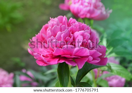 Scented pink peonies. Pink trendy colored peony. Beautiful pink peony close up. Blooming pink peony flower.