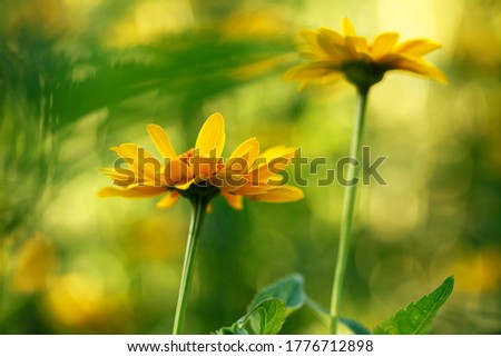 Two yellow flowers on a green-yellow blurred background in the shade of a garden.