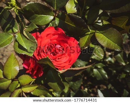 Red rose grows on a bush. Floral background image for banner, greeting card. The concept of the holiday, birthday, Valentine's Day, Women's Day.