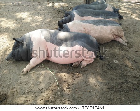 
The fat pig family is lying on the floor happily. Happy pigs lined up on the ground. A pig lying on the garden floor during the day time.