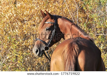 Red horse in the autumn forest close up