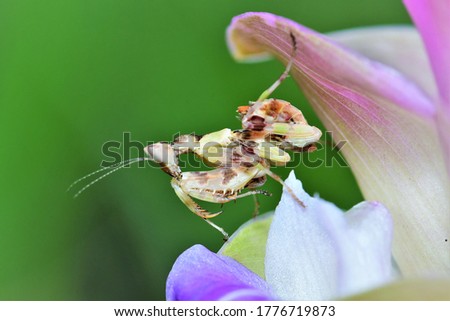 A beautiful mantis(Orchid Mantis ) in a flower in a national park of Thailand