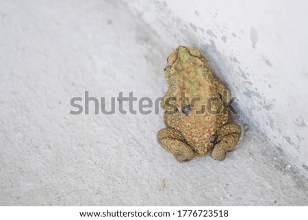 At the fence of the house is a large toad with brown, yellow, black and green skin hidden