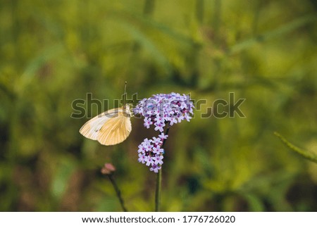 Summer background. Yellow butterfly on a lilac flower summer nature, selective focus.