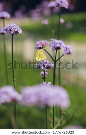 Summer background. Yellow butterfly on a lilac flower summer nature, selective focus.