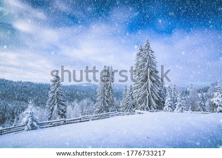 Beautiful winter picture with fresh powder snow. Landscape with snowcovered spruce trees and blue sky.