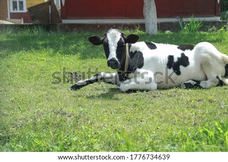 Cow grazes in a pasture in nature. Meadow with farm cattle. India is a sacred animal among Buddhists. Stock background for design