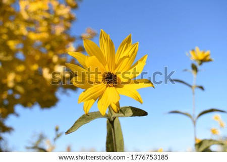 Flower in the sun. Beautiful autumn