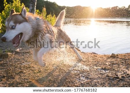 This 2-year-old husky dog runs after a swimming. It is still wet.
