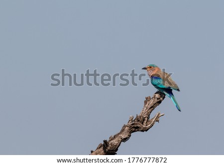 Indian Roller (Coracias benghalensis) Bird perched on tree branch. The Indian roller is a bird of the family Coraciidae, the rollers.