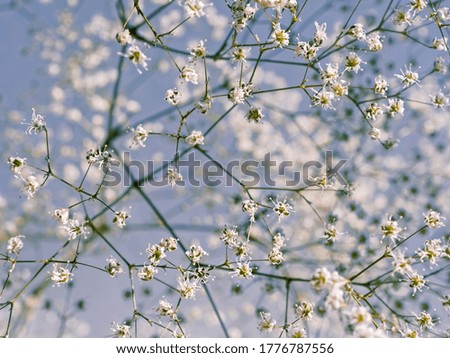 Flower composition. A close view of the white gypsophila flowers are on a blue background. Macro image. Shallow depth of field. Social media background.
