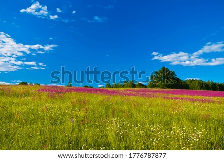 summer meadow with flowers and forest in the background