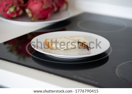 A cockroach is sitting on a piece of bread in a plate in the kitchen. Cockroaches eat my food supplies.