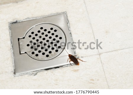 Cockroach in the bathroom near the drain hole. The problem with insects. Cockroaches climb through the sewers