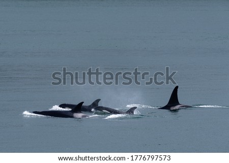 Pod of orca's swimming in the Salish sea in British Columbia Canada
