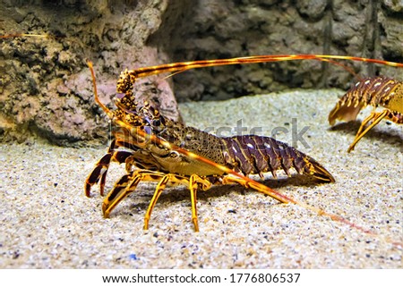Lobster walking on the sand underwater, close up