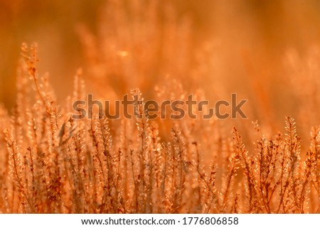 Subtle golden-orange background. Scenic nature summer background of small wild meadow flowers at evening. Soft focus blured image at sunny sunset time. 