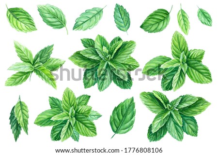 Peppermint leaves, watercolor painting, on isolated background