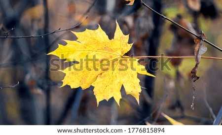 Yellow maple leaf on a blurred background in the forest on a background of trees