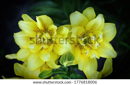 Flowers and buds of yellow tiger lilies on a dark natural background. Selective focus.