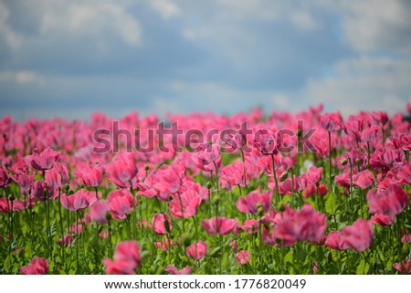 Poppy pink flowers ..... pictures