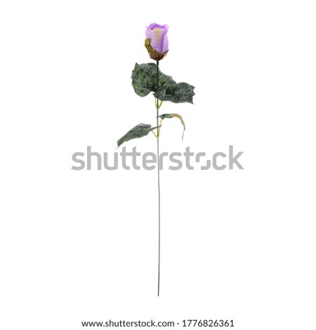 A branch of a rose with the head of an unopened flower.