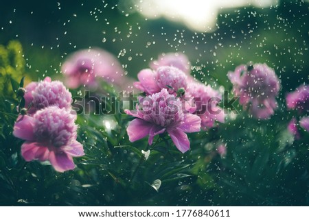 Beautiful pink Peonies garden flowers