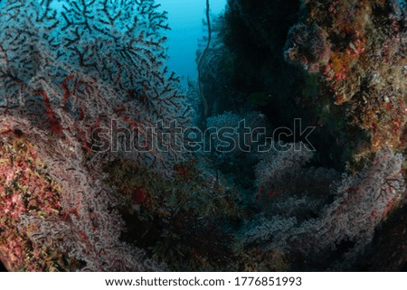 Healthy coral reefs under water