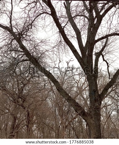 Creepy trees with no leaves