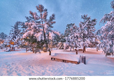 Coniferous trees, lanterns and wooden bench covered with snow in a blizzard in the winter park in the evening time. Winter bewitching fairytale landscape 