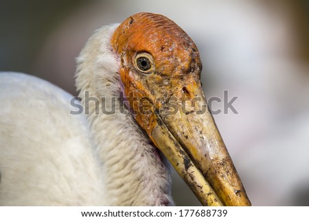 The close-up of a big bird that not easy to found.