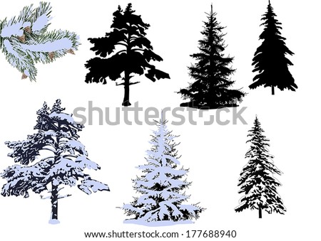 illustration with pines and firs in snow isolated on white background