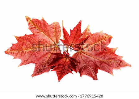 
red maple on a white background