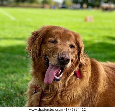 Golden Retriever smiling with it's tongue hanging out. 