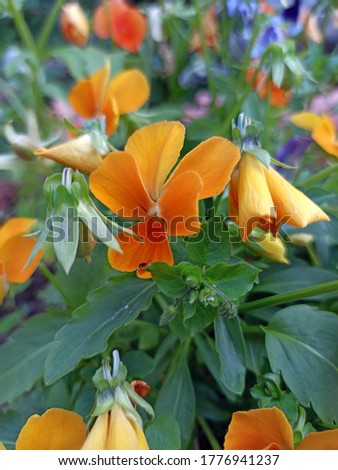 Photo of orange pansy flowers. Walks in the fresh air in the summer.
