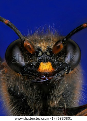 An insect from the bedbug family. Photographed at extreme magnification.