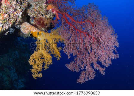 Healthy corals of the Great Barrier Reef